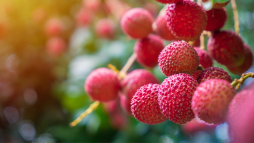 Vietnamese Lychee in the UK