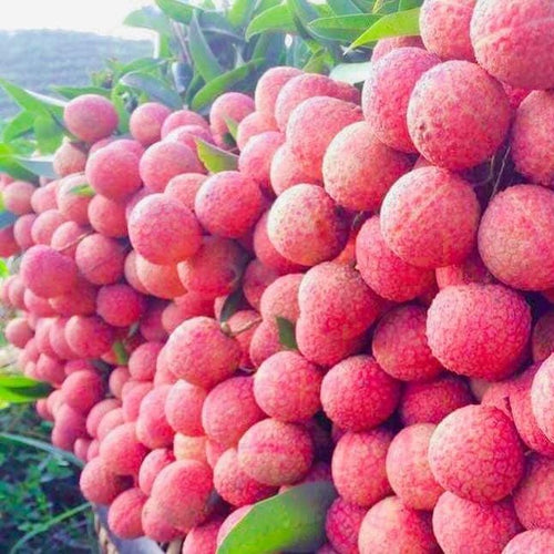 Fresh Phù Cừ Egg Lychee (Vải Trứng Phù Cừ) – 1kg Box
