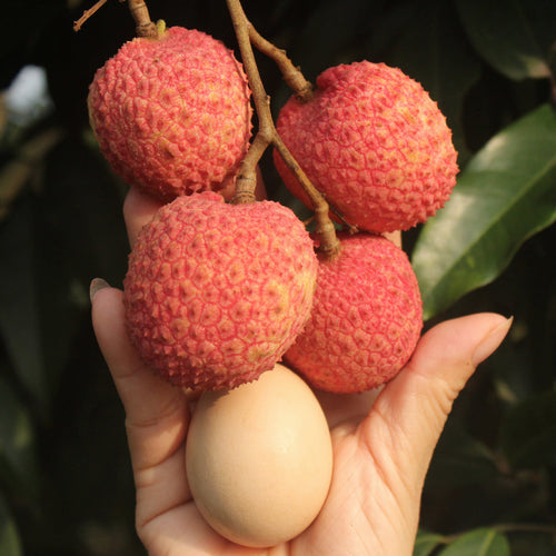 Fresh Phù Cừ Egg Lychee (Vải Trứng Phù Cừ) – 1kg Box
