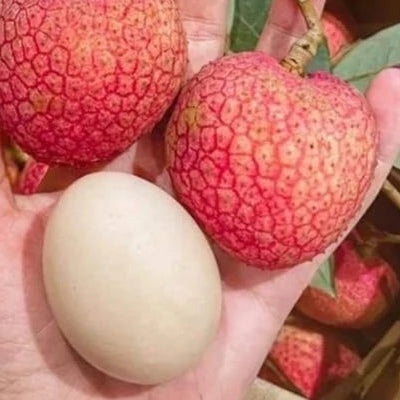 Fresh Phù Cừ Egg Lychee (Vải Trứng Phù Cừ) – 1kg Box